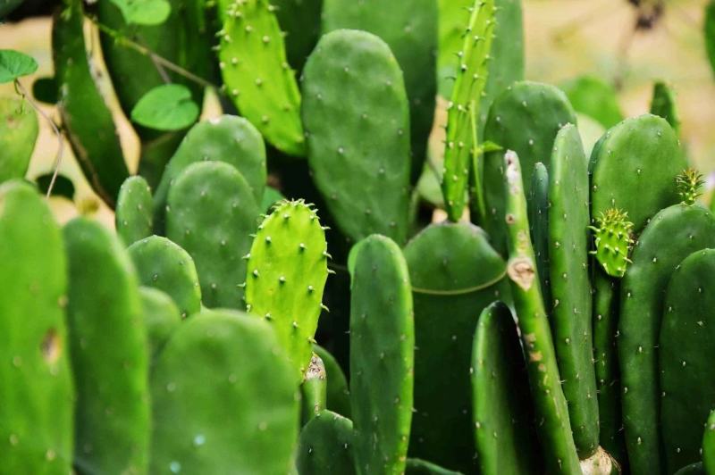 【推荐】仙人掌果苗会开花结果有药用价值基地直销售