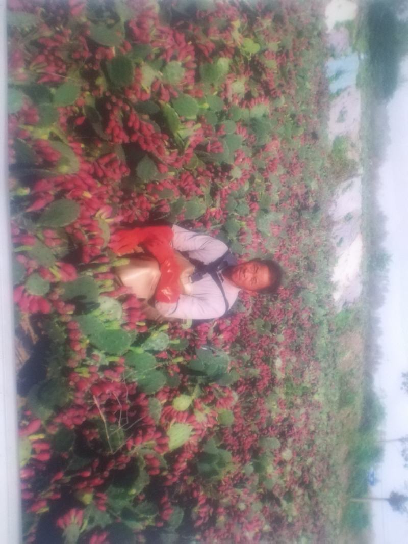 【推荐】仙人掌果苗会开花结果有药用价值基地直销售