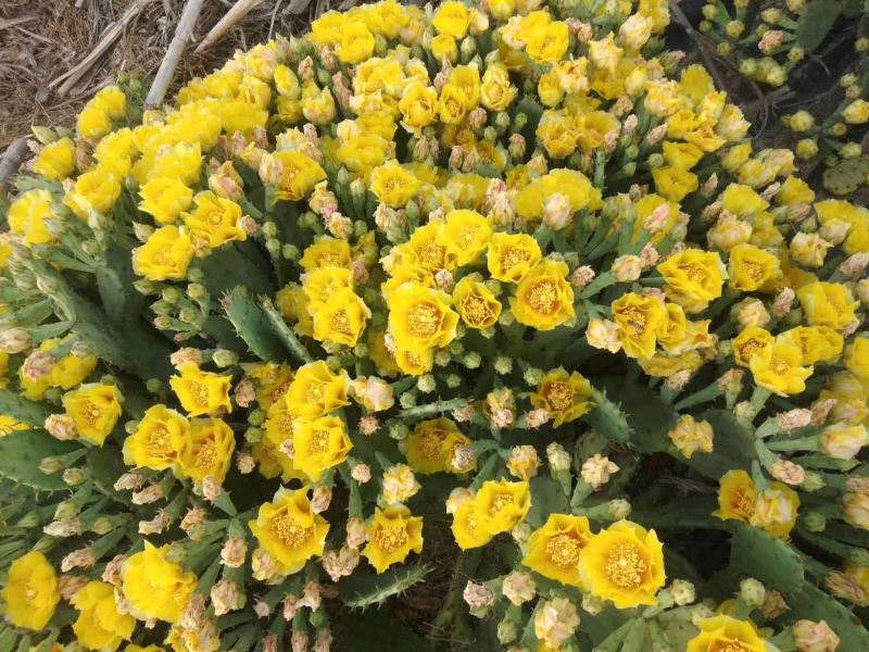【推荐】仙人掌果苗会开花结果有药用价值基地直销售