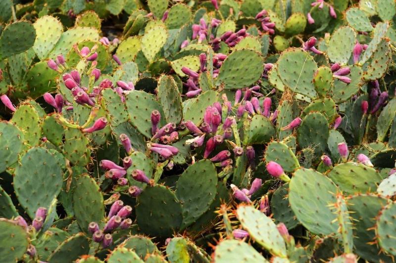【推荐】仙人掌果苗会开花结果有药用价值基地直销售