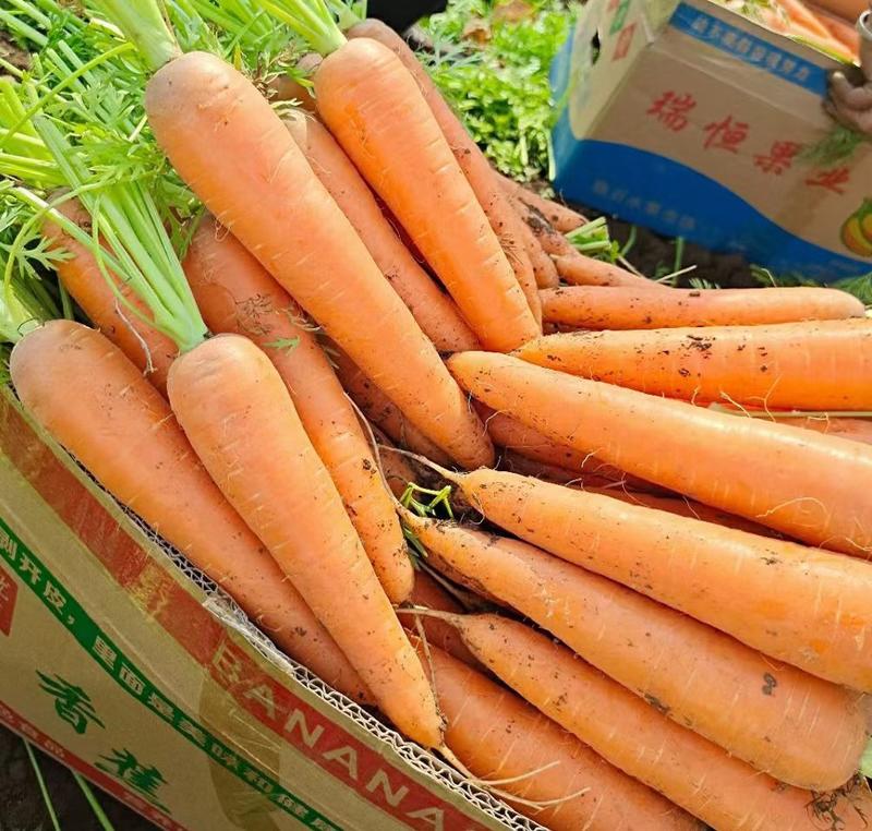 三红胡萝卜🥕大量有货，供应工厂，电商，商超，10吨起售