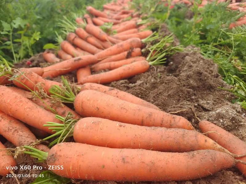 三红胡萝卜🥕大量有货，供应工厂，电商，商超，10吨起售