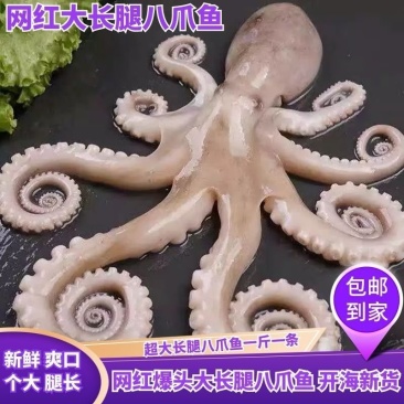 网红爆头大长腿八爪鱼鲜活速冻海大长腿八爪鱼多省包邮免运费