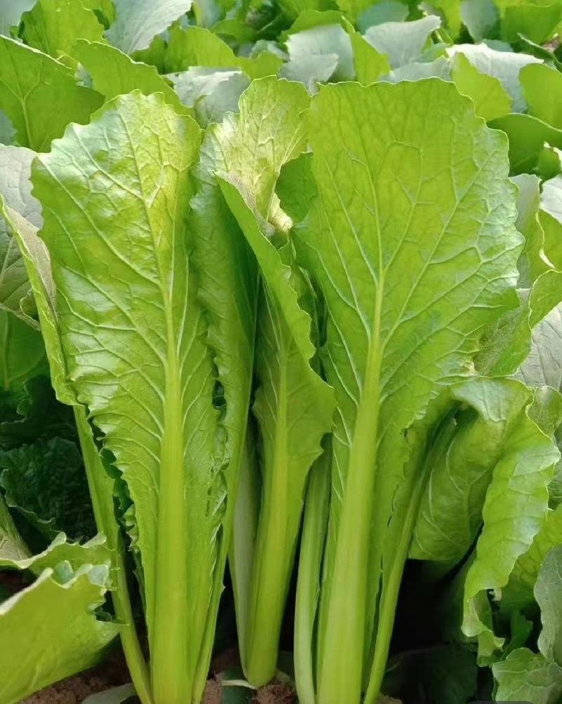 中蔬速生绿美快菜种子绿梗绿叶耐湿耐热抗高温夏秋小白菜种