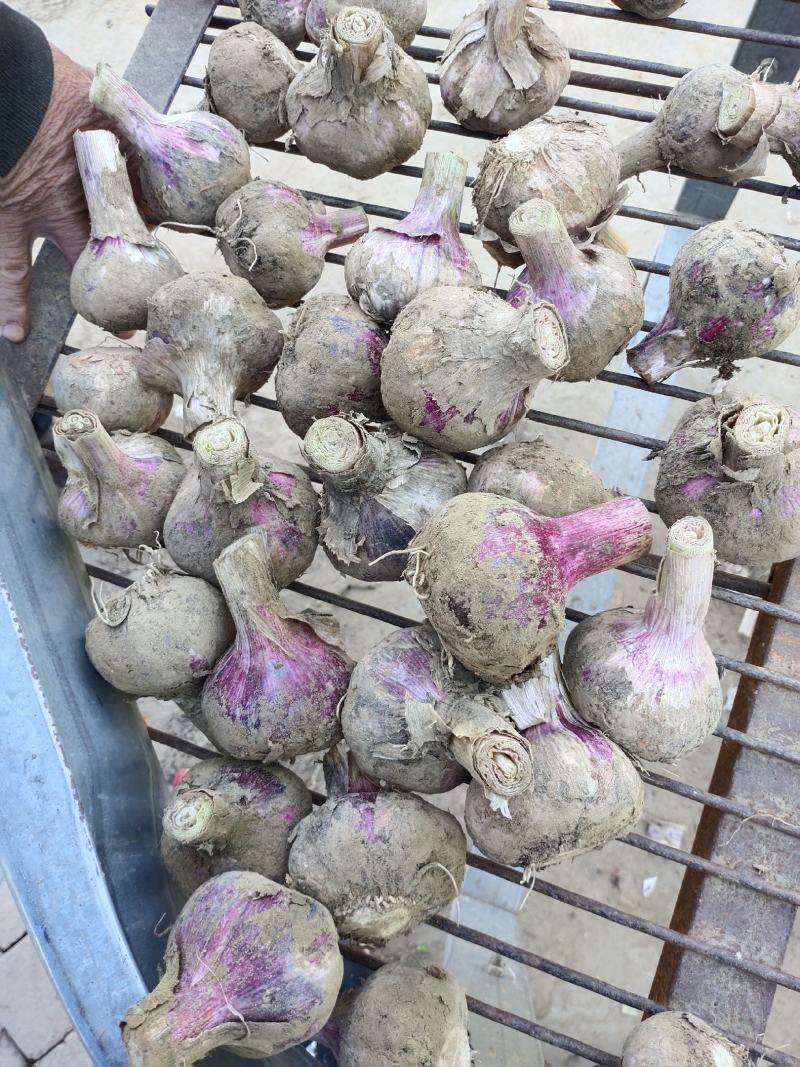 毛蒜和扒皮蒜大量现货，有想法的电话联系，上货快交
