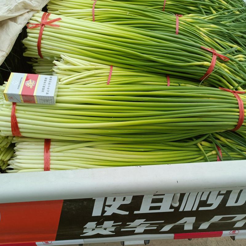 白帽长苔精品货总长70--80cm产地