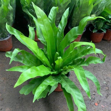 鸟巢蕨室内盆栽蕨类植物铁线波士顿蕨室内阳台除甲醛微景观花
