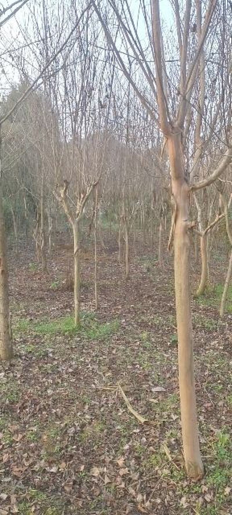 8公分精品紫薇，基地直销，树型优美，常年大量供应