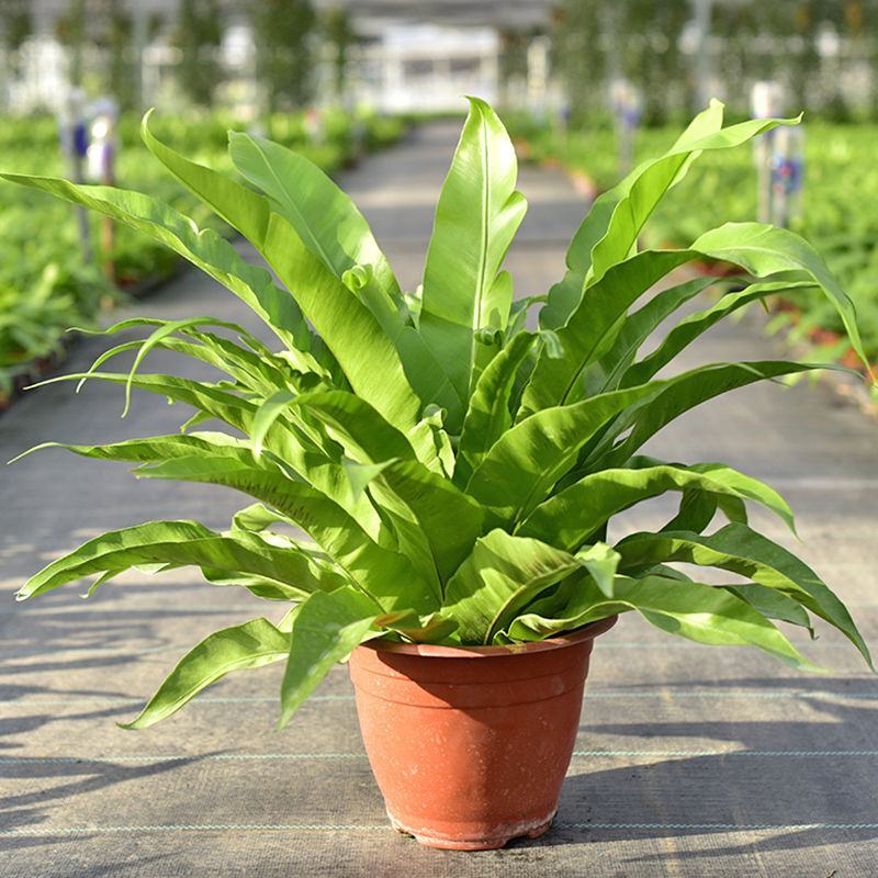 鸟巢蕨室内盆栽蕨类植物铁线波士顿蕨室内阳台除甲醛微景观花
