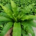 鸟巢蕨室内盆栽蕨类植物铁线波士顿蕨室内阳台除甲醛微景观花