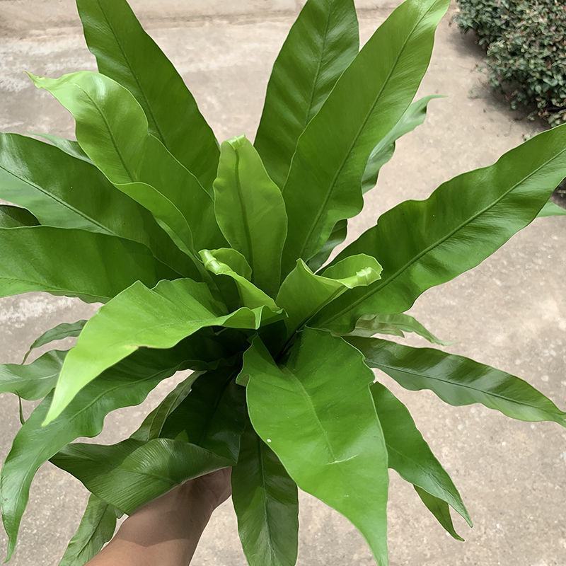 鸟巢蕨室内盆栽蕨类植物铁线波士顿蕨室内阳台除甲醛微景观花