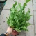 火焰鸟巢蕨植物室内好养浴室观赏小绿植办公桌室内盆栽