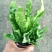 火焰鸟巢蕨植物室内好养浴室观赏小绿植办公桌室内盆栽