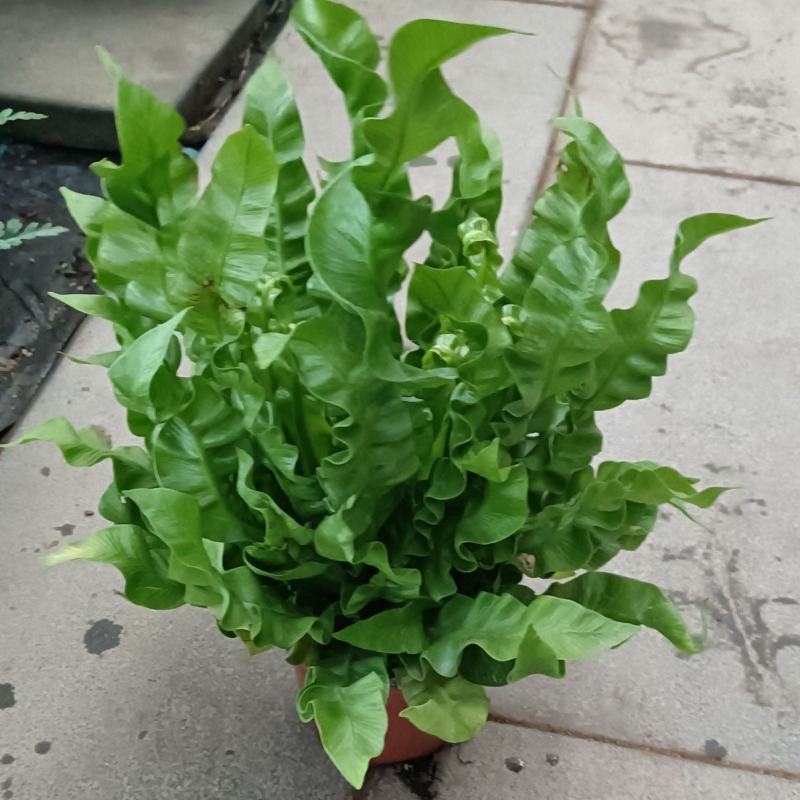 火焰鸟巢蕨植物室内好养浴室观赏小绿植办公桌室内盆栽