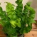 火焰鸟巢蕨植物室内好养浴室观赏小绿植办公桌室内盆栽