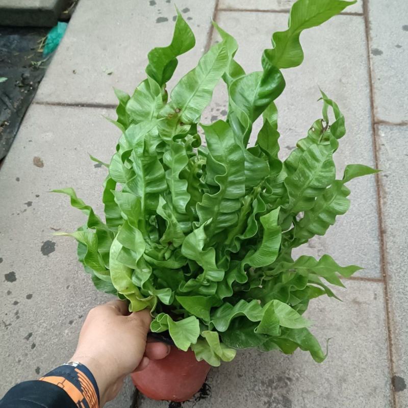 火焰鸟巢蕨植物室内好养浴室观赏小绿植办公桌室内盆栽