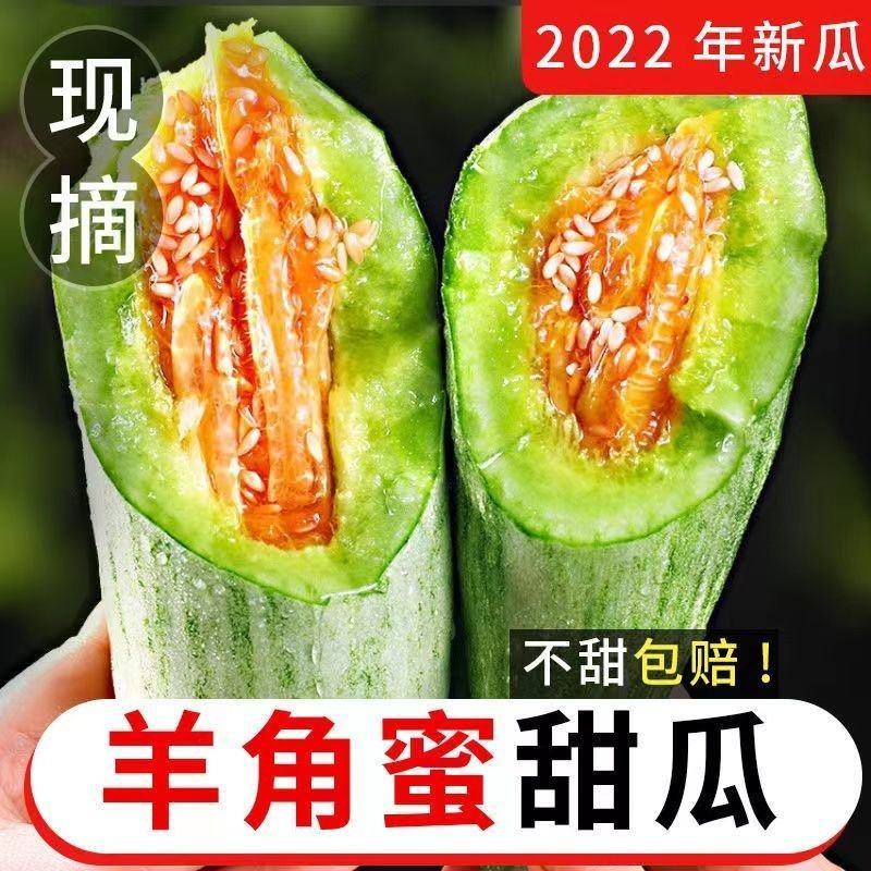 山东莘县果蔬**县博洋61头茬甜瓜，产地直发直销