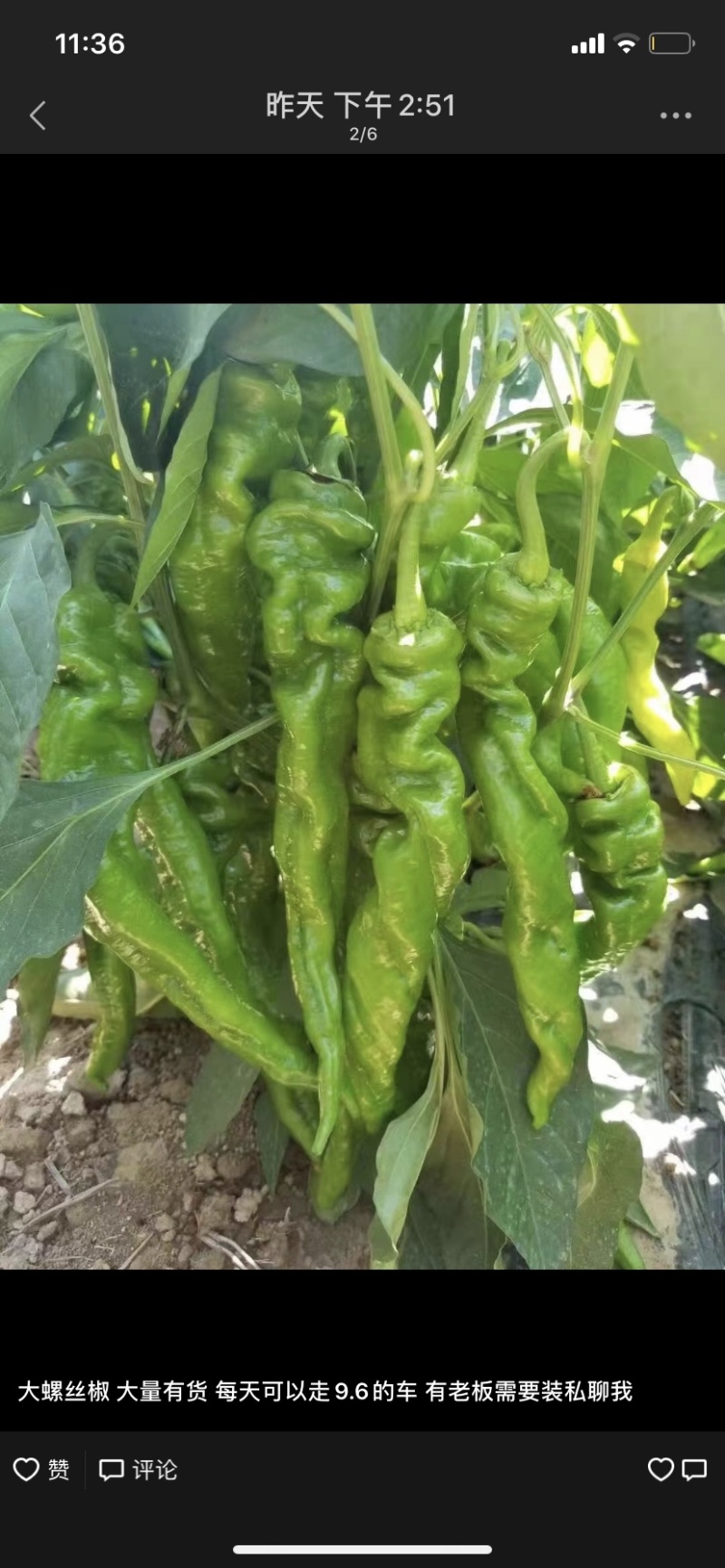 大量线椒，大螺丝椒，可以代办
