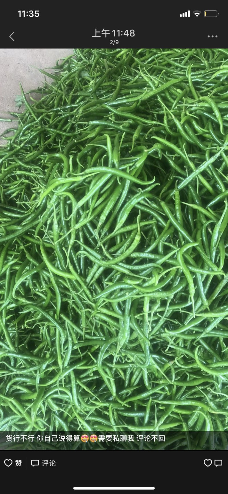 大量线椒，大螺丝椒，可以代办