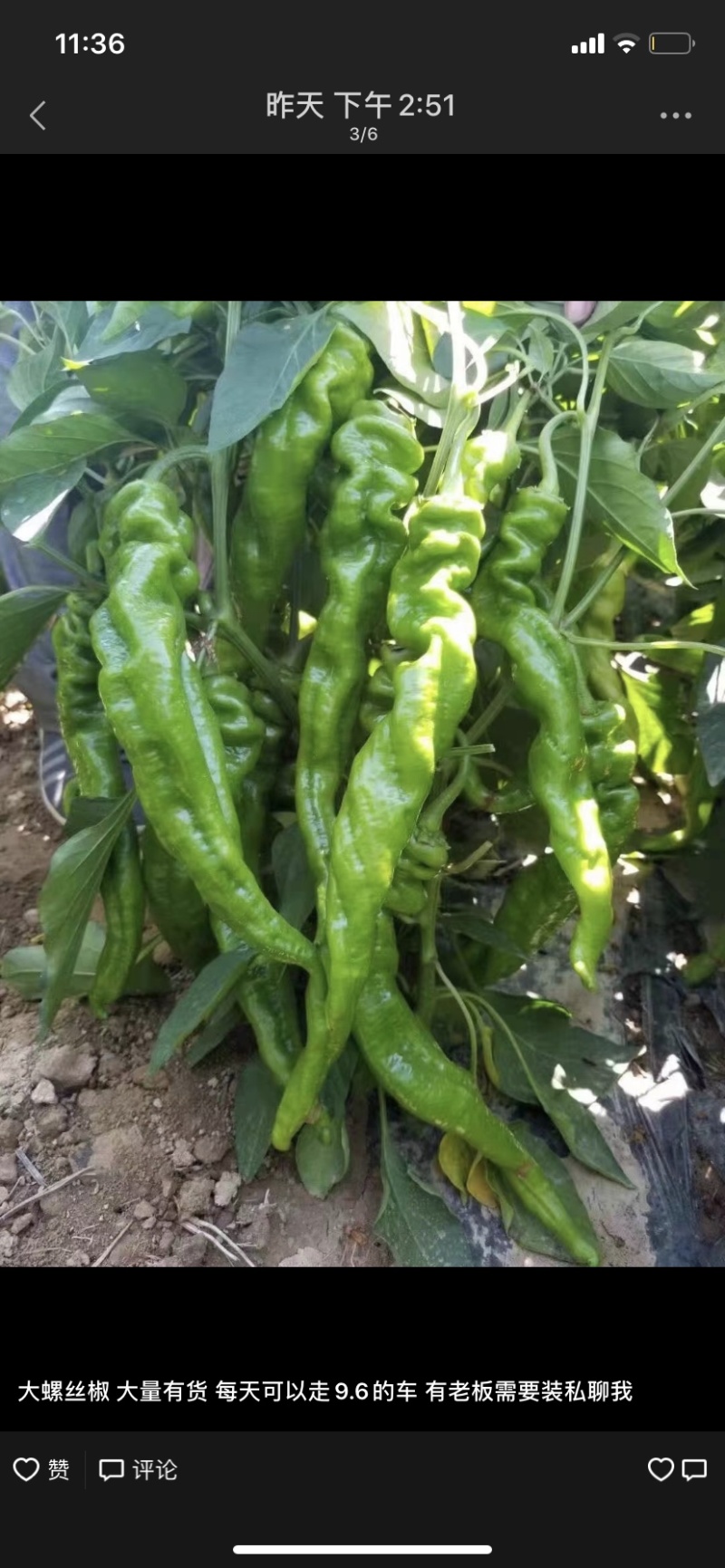 大量线椒，大螺丝椒，可以代办