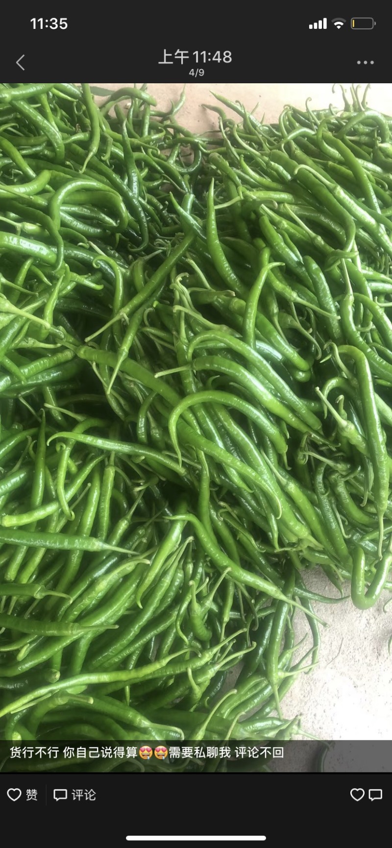 大量线椒，大螺丝椒，可以代办