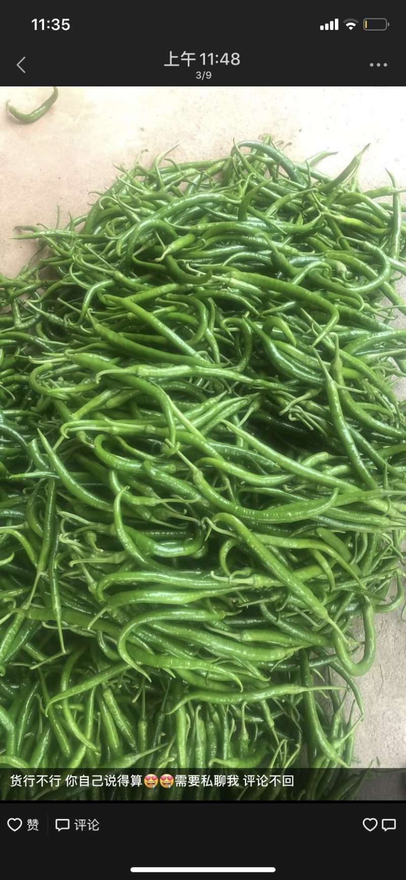 大量线椒，大螺丝椒，可以代办