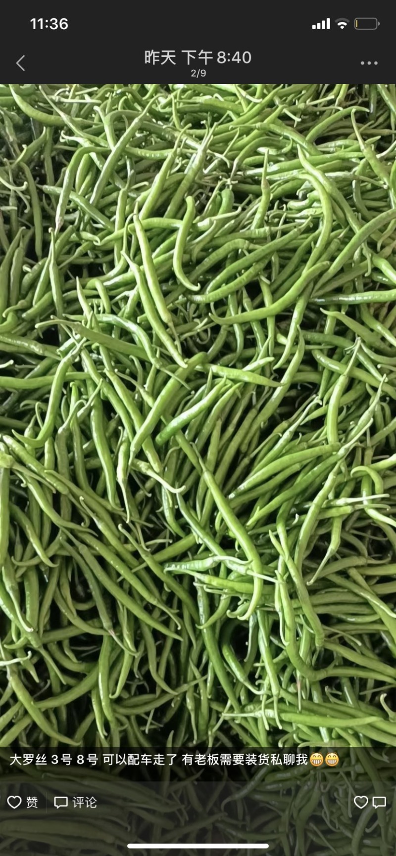 大量线椒，大螺丝椒，可以代办