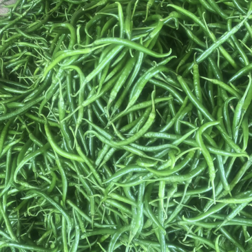 大量线椒，大螺丝椒，可以代办