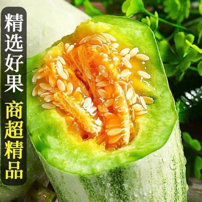山东莘县果蔬**县博洋61头茬甜瓜，产地直发直销