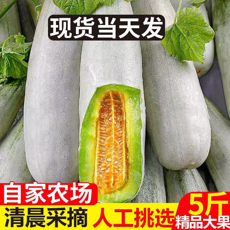 山东莘县果蔬**县博洋61头茬甜瓜，产地直发直销