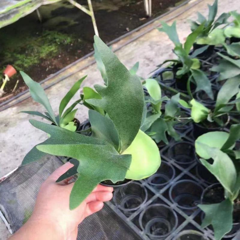 新奇鹿角蕨类植物耐阴好养阳台室内办公室特色花卉绿植挂墙盆