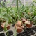 新奇鹿角蕨类植物耐阴好养阳台室内办公室特色花卉绿植挂墙盆