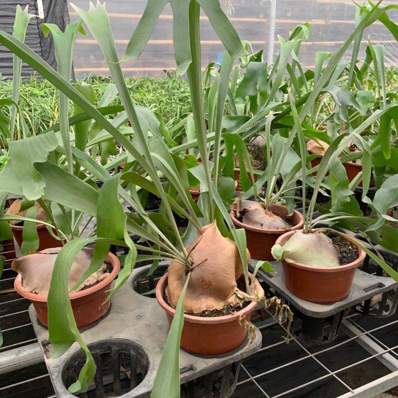 新奇鹿角蕨类植物耐阴好养阳台室内办公室特色花卉绿植挂墙盆