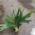新奇鹿角蕨类植物耐阴好养阳台室内办公室特色花卉绿植挂墙盆