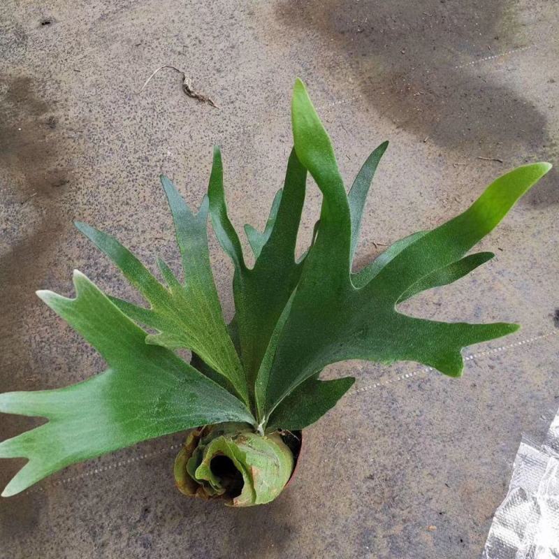 新奇鹿角蕨类植物耐阴好养阳台室内办公室特色花卉绿植挂墙盆