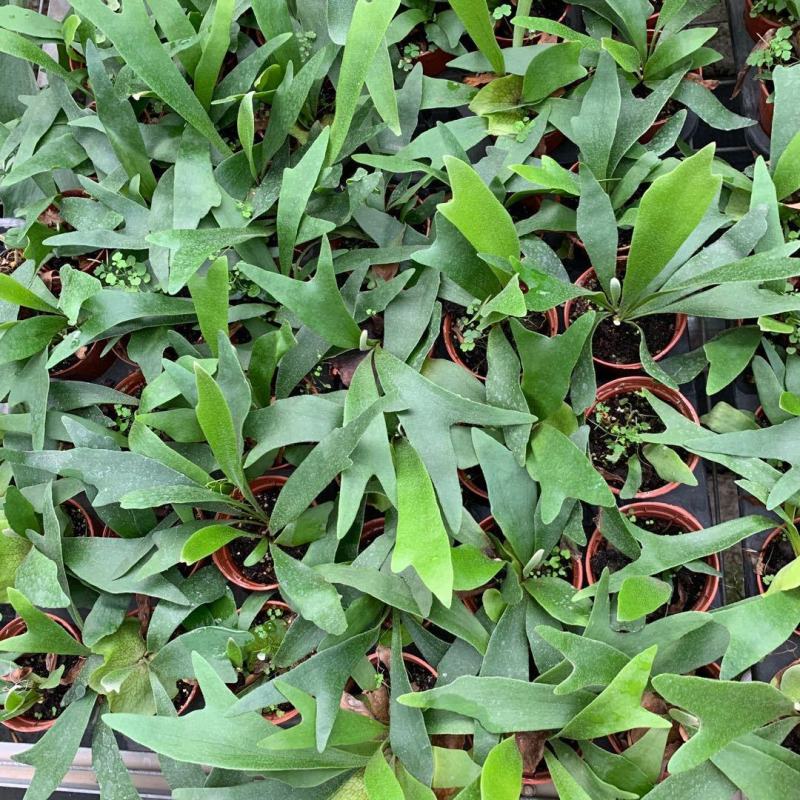 新奇鹿角蕨类植物耐阴好养阳台室内办公室特色花卉绿植挂墙盆