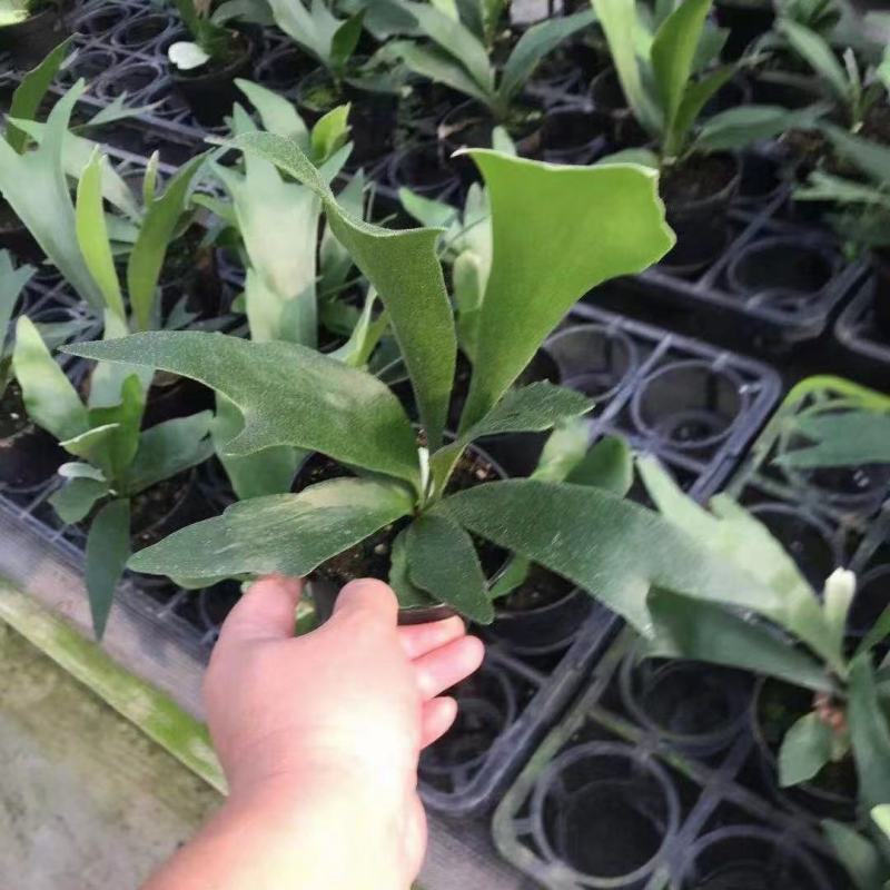 新奇鹿角蕨类植物耐阴好养阳台室内办公室特色花卉绿植挂墙盆