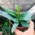 新奇鹿角蕨类植物耐阴好养阳台室内办公室特色花卉绿植挂墙盆