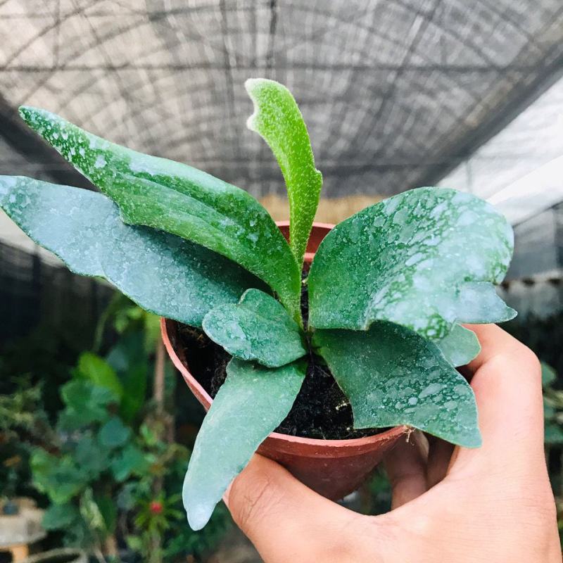 新奇鹿角蕨类植物耐阴好养阳台室内办公室特色花卉绿植挂墙盆
