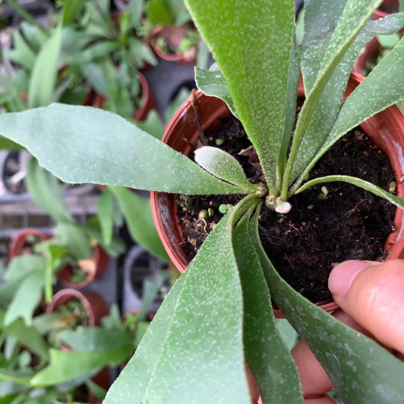 新奇鹿角蕨类植物耐阴好养阳台室内办公室特色花卉绿植挂墙盆