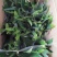 新奇鹿角蕨类植物耐阴好养阳台室内办公室特色花卉绿植挂墙盆