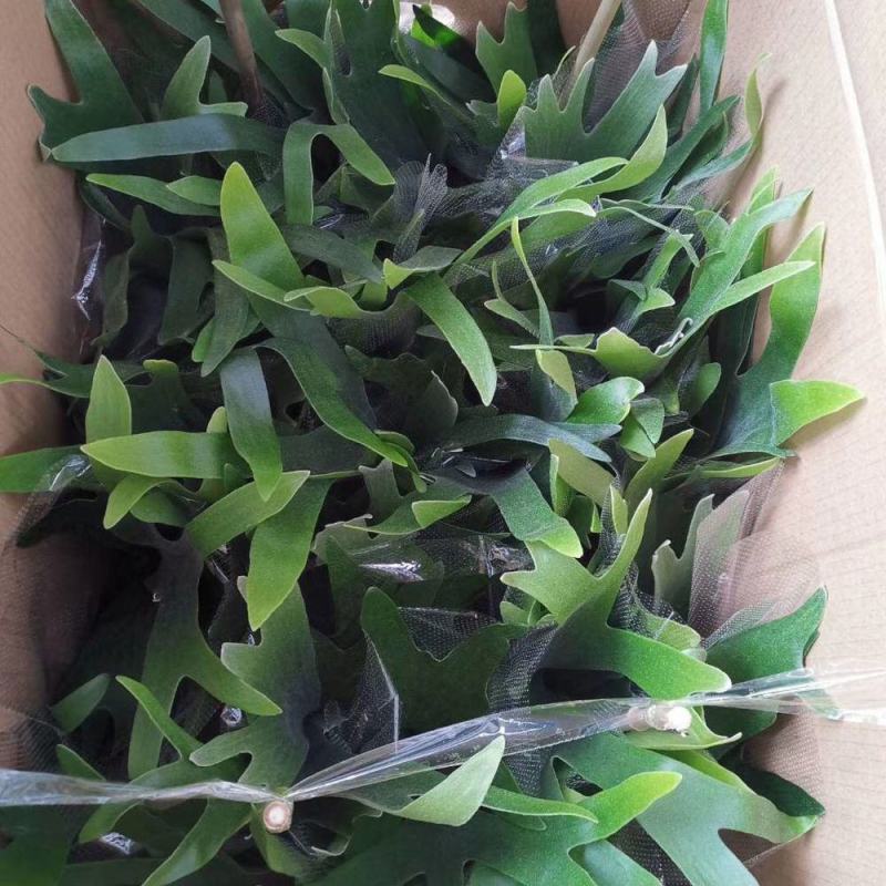新奇鹿角蕨类植物耐阴好养阳台室内办公室特色花卉绿植挂墙盆