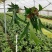 新奇鹿角蕨类植物耐阴好养阳台室内办公室特色花卉绿植挂墙盆
