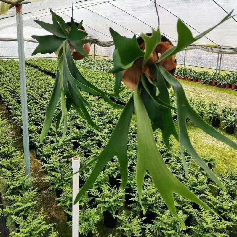 新奇鹿角蕨类植物耐阴好养阳台室内办公室特色花卉绿植挂墙盆
