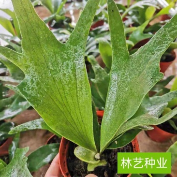 新奇鹿角蕨类植物耐阴好养阳台室内办公室特色花卉绿植挂墙盆