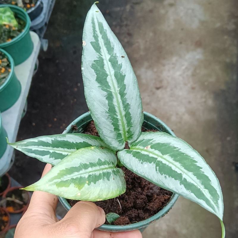 电光落檐落檐属室内绿植盆栽量大优惠基地直发