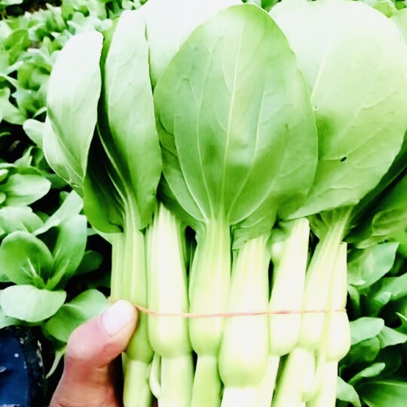 菜苔