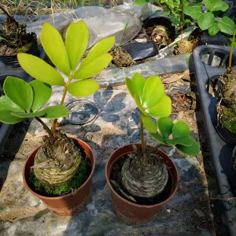 进口墨西哥铁树巴西铁树美洲铁树四季常青室内花卉办公室绿植