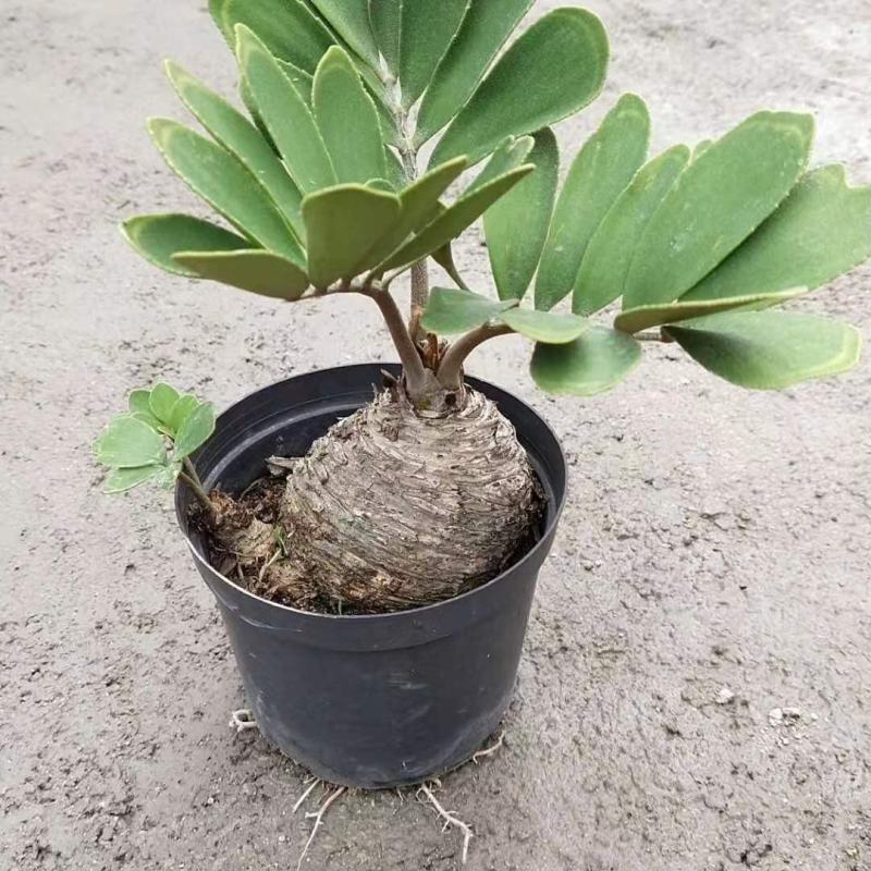 进口墨西哥铁树巴西铁树美洲铁树四季常青室内花卉办公室绿植