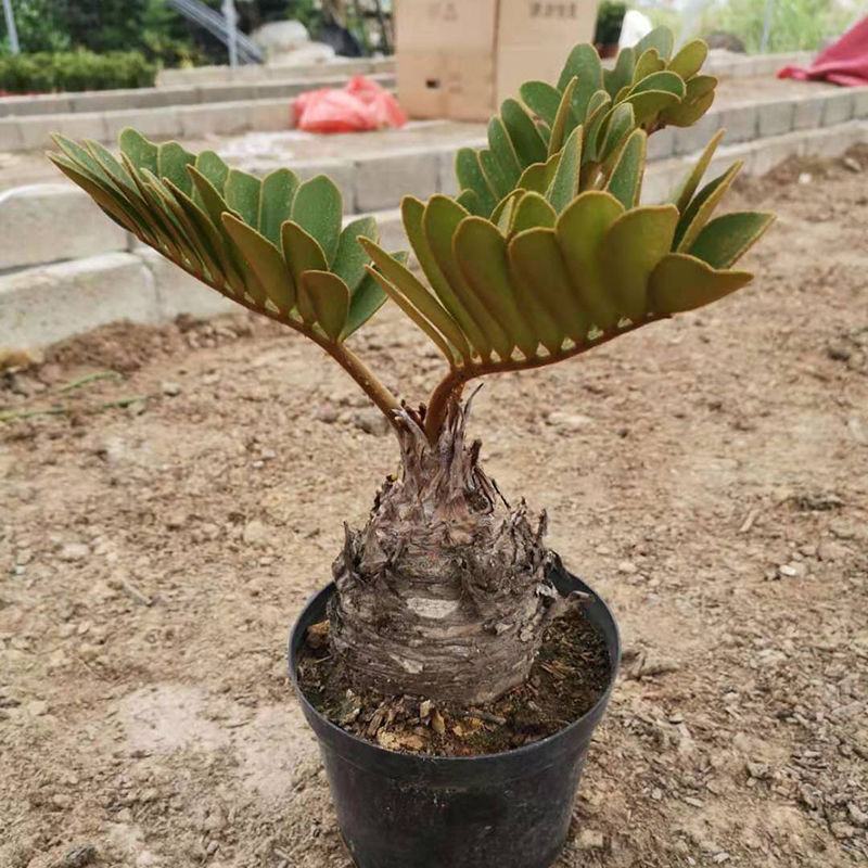 进口墨西哥铁树巴西铁树美洲铁树四季常青室内花卉办公室绿植